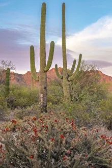 Cholla Prints: USA, Arizona, Tucson Mountain Park
