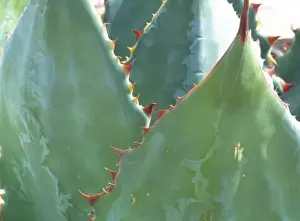 USA, Arizona, Tucson. Parryi Agave is tolerant of a range of cultural conditions