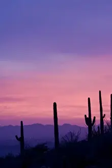 Images Dated 22nd January 2008: USA, Arizona, Tucson. Purple sunset on Avra Valley as seen from Tortolita Mountains