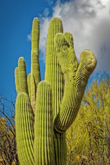 USA, Arizona, Tucson. Saguaro cactus close-up. Credit as Fred Lord / Jaynes Gallery / DanitaDelimont.com
