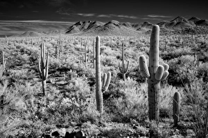 USA, Arizona, Tucson, Saguaro National Park