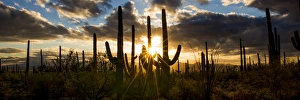 Sonora Prints: USA, Arizona, Tucson, Saguaro National Park, Tucson Mountain District