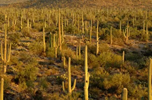 Images Dated 17th November 2005: USA, Arizona, Tucson, Saguaro National Park