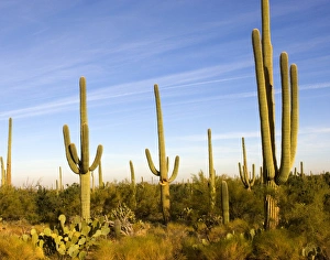 Images Dated 22nd November 2005: USA, Arizona, Tucson, Saguaro National Park