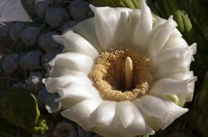 Images Dated 12th May 2012: USA, Arizona, Tucson, Saguaro National Park, Flowerind Saguaro