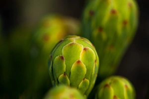 Images Dated 17th May 2012: USA, Arizona, Tucson, Saguaro National Park, Flowering Saguaro