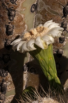 Images Dated 24th May 2012: USA, Arizona, Tucson, Saguaro National Park, Flowering Saguaro