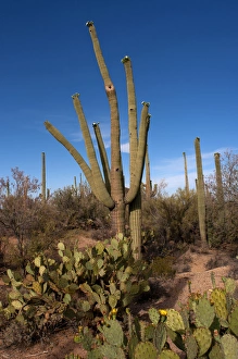 Images Dated 17th May 2012: USA, Arizona, Tucson, Saguaro National Park