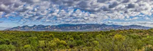 Images Dated 24th August 2019: USA, Arizona, Tucson, Saguaro National Park