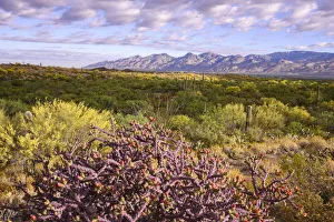 Images Dated 14th May 2019: USA, Arizona, Tucson, Saguaro National Park