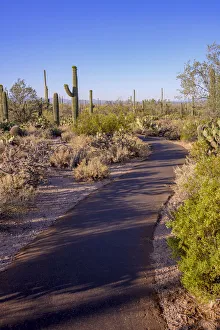 Images Dated 24th August 2019: USA, Arizona, Tucson, Saguaro National Park