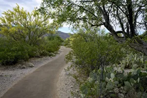 Images Dated 14th May 2019: USA, Arizona, Tucson, Saguaro National Park