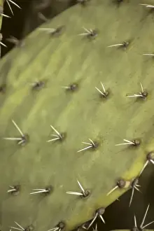 Images Dated 6th March 2009: USA, Arizona, Tucson. Saguaro National Park (East). Prickly Pear Cactus