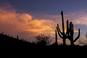 Images Dated 20th August 2015: USA, Arizona, Tucson, Saguaro National Park West