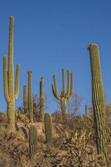 Arizona Prints: USA, Arizona, Tucson, Saguaro National Park (west)