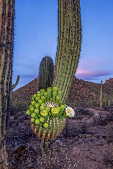 Cacti Prints: USA, Arizona, Tucson, Saguaro National Park (west)