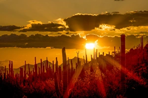 Arizona Prints: USA, Arizona, Tucson, Saguaro National Park (west)