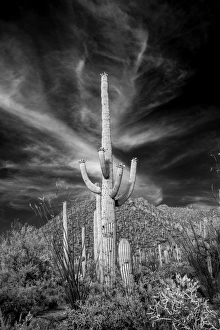 Arizona Prints: USA, Arizona, Tucson, Saguaro National Park (west)