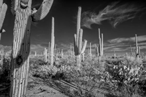 Arizona Prints: USA, Arizona, Tucson, Saguaro National Park (west)
