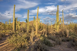 Arizona Prints: USA, Arizona, Tucson, Saguaro National Park (west)