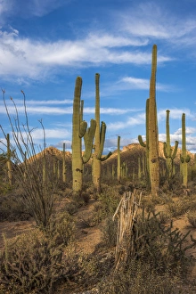 Arizona Prints: USA, Arizona, Tucson, Saguaro National Park (west)