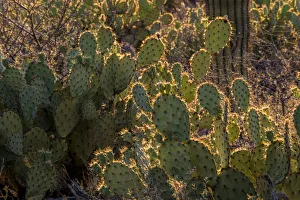 Images Dated 9th May 2016: USA, Arizona, Tucson, Saguaro National Park (west)