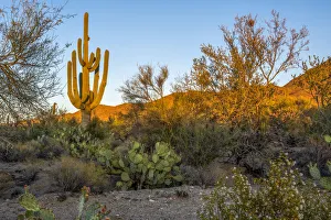 Cactus Prints: USA, Arizona, Tucson, Saguaro National Park (west)