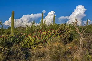 Images Dated 2017 August: USA, Arizona, Tucson, Saguaro National Park (west)