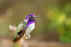 Hummingbird Prints: USA, Arizona, Tucson, Sonoran Desert Museum. Male Costas hummingbird perched on twig