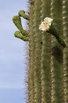 Images Dated 18th May 2014: USA, Arizona, Tucson, Tucson Mountian Park