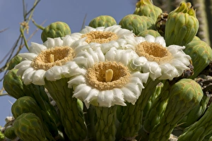 Sonoran Prints: USA, Arizona, Tucson, Tucson Mountian Park