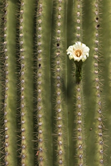 Images Dated 18th May 2014: USA, Arizona, Tucson, Tucson Mountian Park