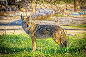 Images Dated 26th July 2023: USA, Arizona, Tucson. Side view close-up of coyote