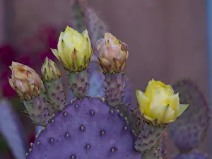 Images Dated 30th March 2020: Usa, Arizona, Tucson. Yellow and pink flowers on purple Prickly Pear Cactus