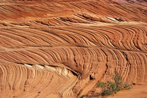 USA, Arizona, Vermillion Cliffs National Monument. Curving patterns in red sandstone