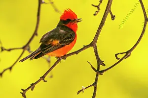 USA, Arizona. Vermillion flycatcher male singing in tree. &copy;Cathy & Gordon Illg / Jaynes Gallery / DanitaDelimont.com
