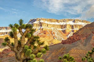 Joshua Tree Prints: USA, Arizona, Virgin Mountains. Winter landscape with mountain and Joshua trees