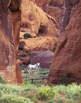 White Mountain Prints: USA, Arizona, White Mountains, Canyon de Chelly, White horse, red rock