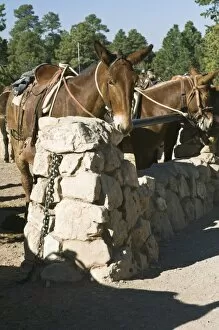 Images Dated 22nd April 2008: USA, AZ, Mule Corral at Bright Angel Lodge in Grand Canyon NP