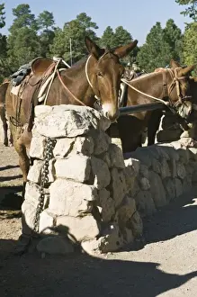 Eco Tourism Prints: USA, AZ, Mule Corral at Bright Angel Lodge in Grand Canyon NP