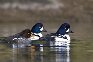 USA. Barrows Goldeneye (Bucephala islandica) female and males on a saltwater