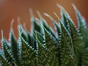 Bellevue Prints: Usa, Bellevue. Lace aloe