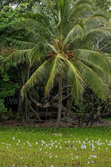 Coconut Prints: USA, Big Island, Hawaii. Coconut palm trees and hyacinth flowers at Black Sands Beach
