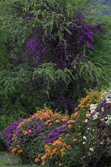 Images Dated 23rd November 2023: USA, Big Island, Hawaii. Colorful bougainvillea