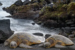 Images Dated 26th November 2023: USA, Big Island, Hawaii. Two green sea turtles on beach. They are endangered