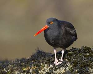 Images Dated 1st February 2011: USA. Black Oystercatcher (Haematopus moquini) in the intertidal on a saltwater bay