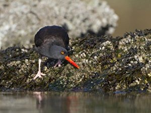 Gary Luhm Prints: USA. Black Oystercatcher (Haematopus moquini) prys a barnacle from an intertidal