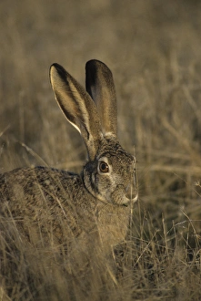 Sacramento Prints: USA, Black-tailed Jackrabbit