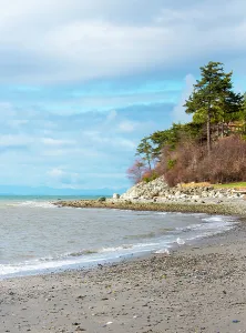 Salish Sea Prints: USA, Blaine, Washington State. Bright winter day gulls forage Birch Bay shoreline