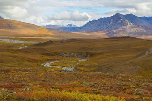 Golden Prints: USA, Brooks Range, Gates of the Arctic National Preserve. Autumn color in tundra